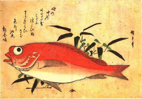 New Fish